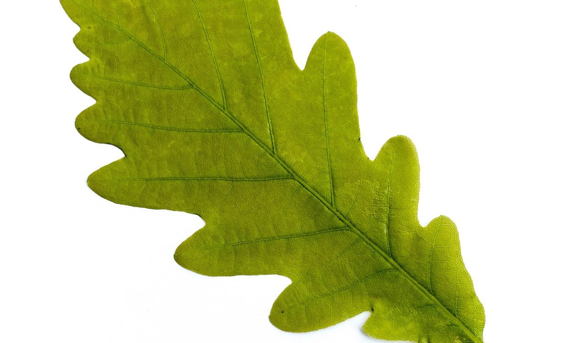 Choosing the Right Oak for Interior Staircases and Beams